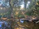 Beautiful stream