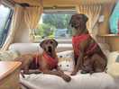 Dog friendly site