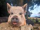 Lovely to meet the friendly pigs