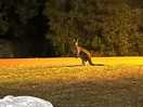 Wildlife in the campsite