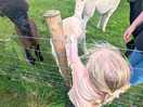 Alpacas!