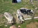 Piggys