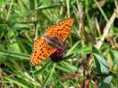 Butterflies in the meadow.