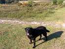 Bonnie enjoying her walk