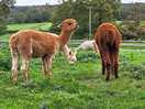 Alpacas