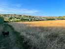 Dog walking field