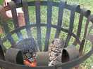 Fire pit