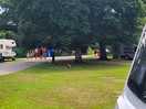 Horses everywhere