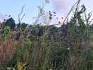 Beautiful hedgegrows