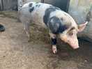 One of the piggies