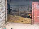 Lovely view of the cows and calf’s