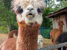 Alpaca