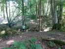 The woods!