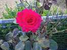 Beautiful roses