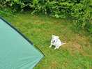 Even thw dog had fun