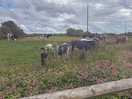 The friendly cows