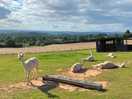 Alpacas