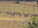Deer on way in
