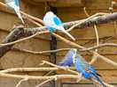 The aviary