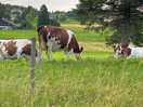 Just some cows doing cow things