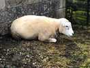 Sheep