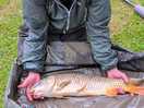 Good quality carp