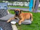 It’s a dogs life! he liked it there..