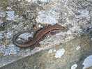 Lizards!