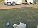 Plenty of space for dog
