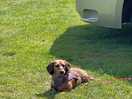 Dog taking in some sun