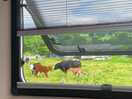 Newborn calves in the field next door