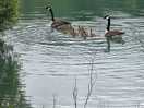 Gease and their goslings