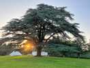 Most amazing tree ive seen