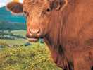 A cow we met the top of the hill