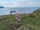 View of wild horses on coastal path