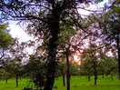 Sunsets