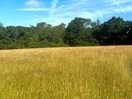 Pitches are thoughtfully mowed areas in the meadow.
