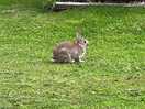 Bunny rabbits