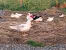 Farm animals