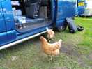 Visiting free range chickens