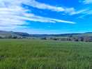 The view