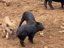 Piglets nearby
