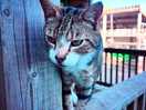 Cat checking me in