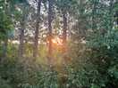 Sunset through the trees