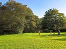 Field