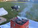 Bbqs allowed