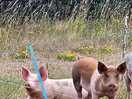 Pigs