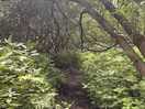 Walk in the woods