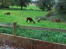 Farm animals
