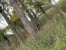 Wild boar spotted on a walk from the farm